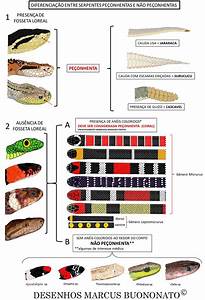 Identification Chart Of Venomous And Non Venomous Snakes Of Brazil
