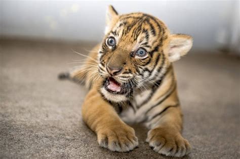 Zoos First Malayan Tiger Cub Makes Her Debut Zooborns