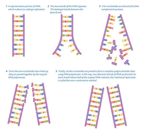 how to draw dna replication diagram rosalind shank
