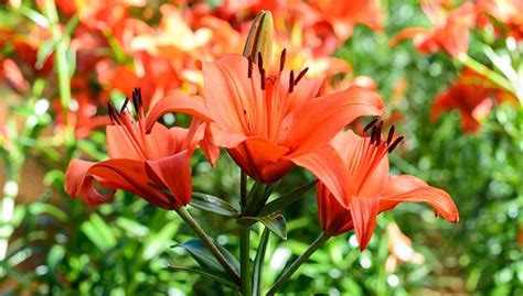 How To Grow Lilies Asian Oriental More Gardeners Supply