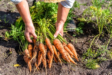 The Top 8 Easiest Vegetables To Grow For Beginners