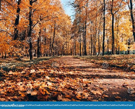 Park Autumn Landscape Alleys Of The Park A Walk In The Park An