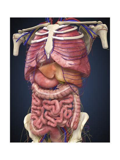 An organ is a collection of tissues joined in a structural unit to serve a common function. 'Midsection View Showing Internal Organs of Human Body ...