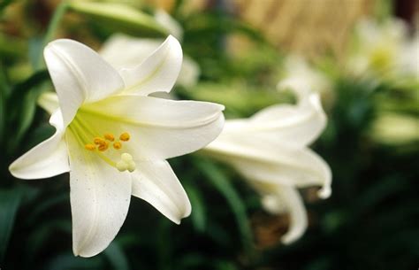 Warning Easter Lilies Could Be Deadly To Your Cat Easter Lily