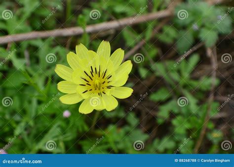 Yellow Wildflower Stock Photo Image Of Growing Greenery 88268788