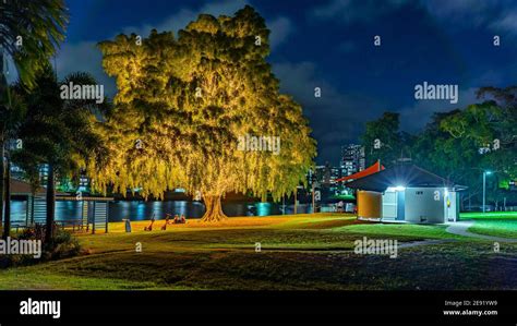 Brisbane Australia Illuminated Tree In Orleigh Park West End Stock