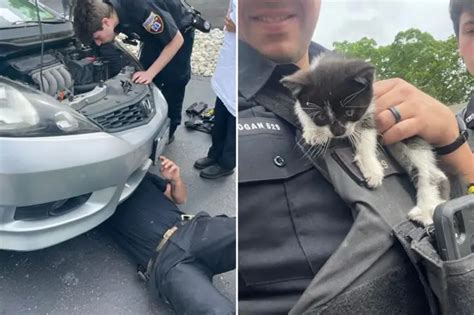 Law Enforcement Adopts Kitten Rescued From Car Engine Takes On Role Of
