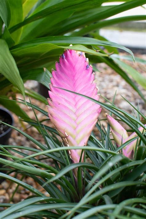 Tillandsia Cyanea Plant Stock Photo Image Of Nature 246555164