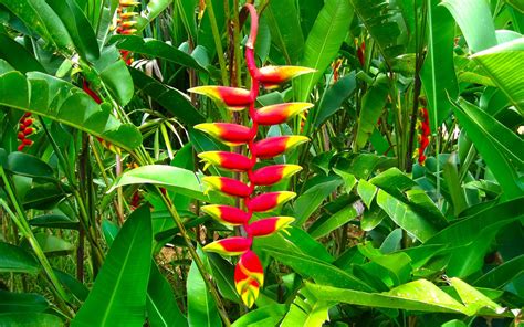 Exotic Flowers Red Heliconia Flowers Tropical Plants