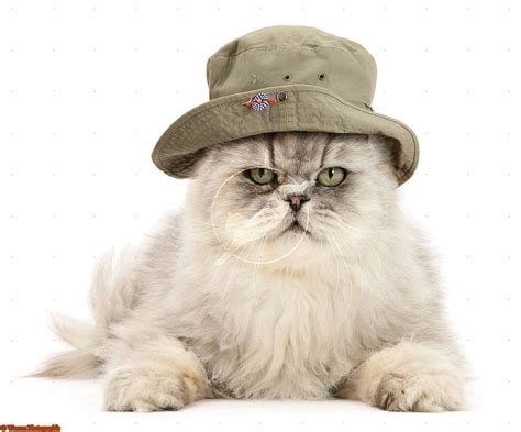 Persian Cat Wearing A Bush Hat Cats Persian Cat Hats