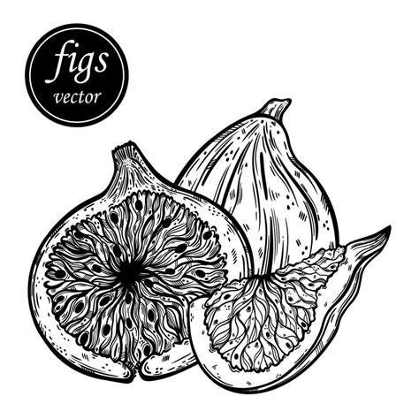 Fig Vector Icon Hand Drawn Sketch Of Tasty Mediterranean Fruit Fresh