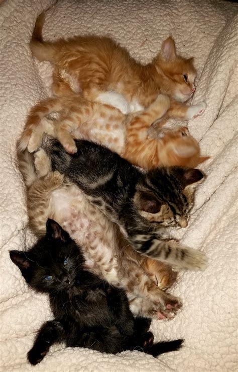 Were Fostering Some 5 Week Old Kittens Here They Are Waking Up From A