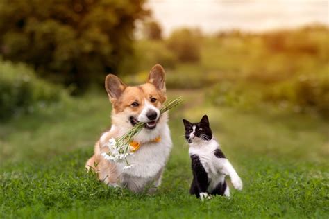 Are Corgi Dogs Good With Cats