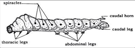 Mature Larva Of Mulberry Silk Worm Bombyx Mori Download Scientific