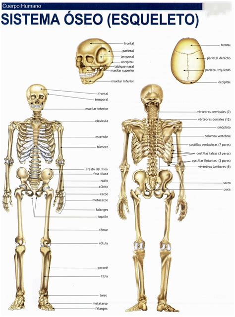 Sistema Oseo Huesos Anatomia Anatomia Funcional Y Anatomia Del The
