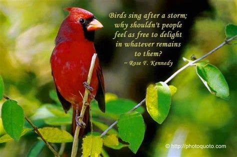 Quotes About Red Cardinals Quotesgram Deciduous Forest Animals
