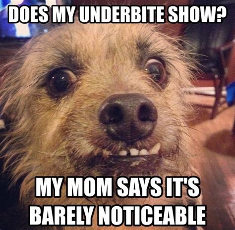26 Underbite Dog Memes Factory Memes