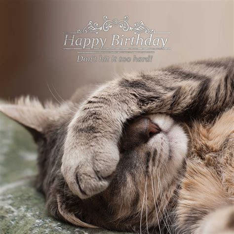 Happy Birthday Cat Greetings Card Uk Pet Supplies