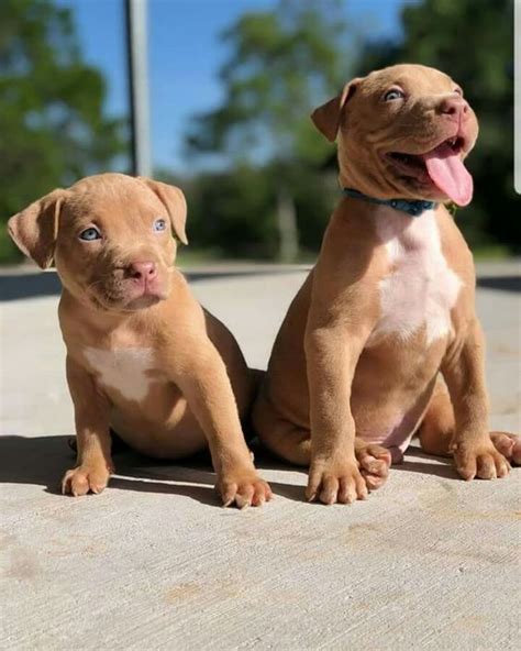 30 Cutest Red Nose Pitbull Pictures Ever The Paws