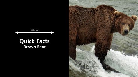 Brown Bears Bears Us National Park Service