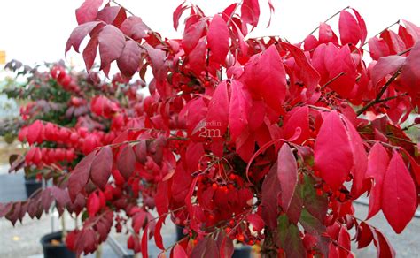 Euonymus Alatus Compactus Tige Fusain Aile Nain Dwarf Burning