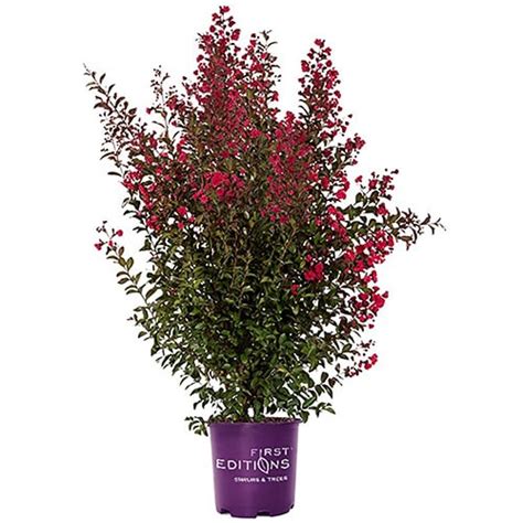 First Editions Ruffled Red Magic Crape Myrtle 3 Gallon Plants Direct