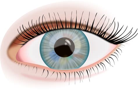 Eye Images Clipart Images Free Png Image Types Picsart Graphic The