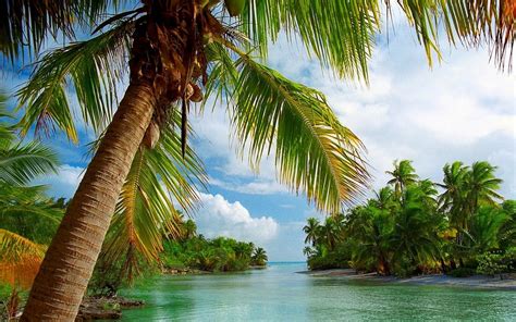 Palm Trees On Tropical Island