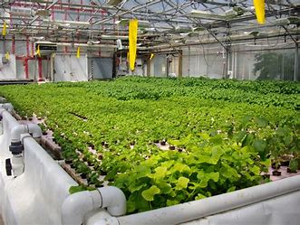 Image result for hydroponics