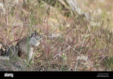Western Gray Squirrel Grazing In Yosemite National Park Stock Photo Alamy