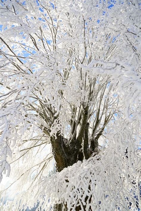 Free Images Landscape Tree Water Nature Branch Snow Cold