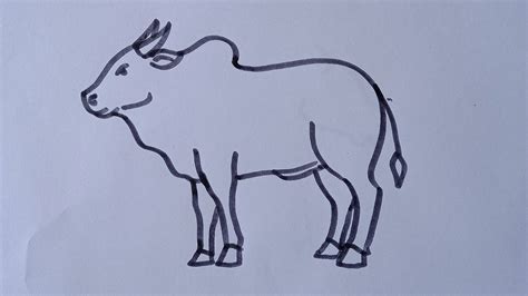 How To Draw Ox Easyoxcow Drawing Step By Stepox Or Pull Line