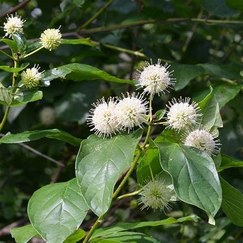 Cephalanthus Occidentalis Bee Button Bush