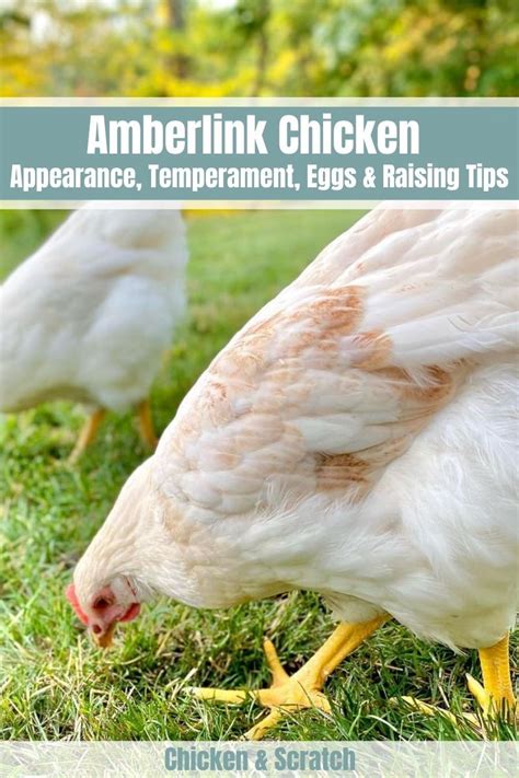 Amberlink Chicken Appearance Temperament Eggs Raising Tips Meat