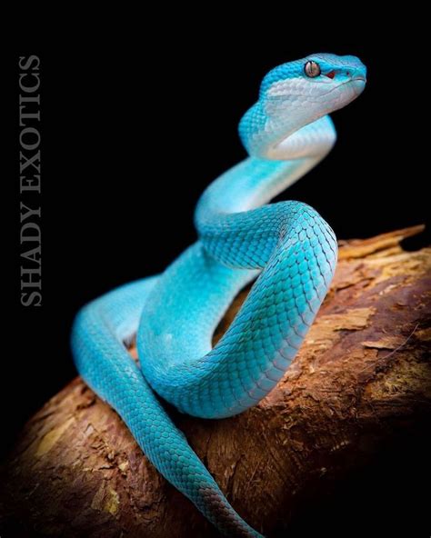 Absolutely Chilling Photo Of A White Lipped Island Pit Viper From