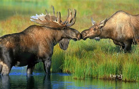 1179x2556px 1080p Free Download Grass River Alaska Pair Horns