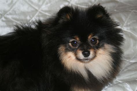 Pomeranian Black And Tan Pomeranian Bella Klein´s Pomeranian Hund