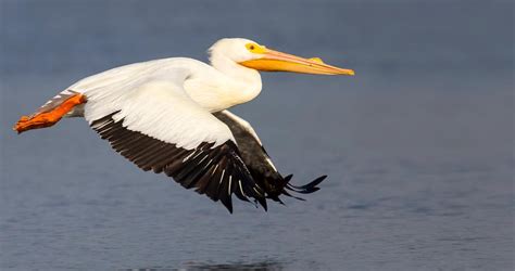 American White Pelican Identification All About Birds Cornell Lab Of