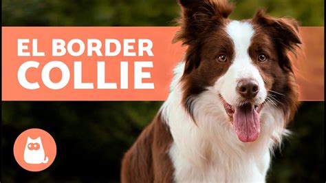 El Perro Border Collie 🐶 Origen Características Carácter Y Cuidados