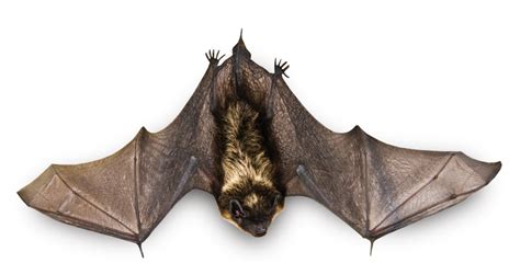 Flying Bat PNG Image - PurePNG | Free transparent CC0 PNG Image Library png image