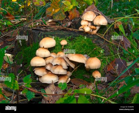Non Edible Poisonous Mushrooms Mushroomshypholoma Fasciculare On An