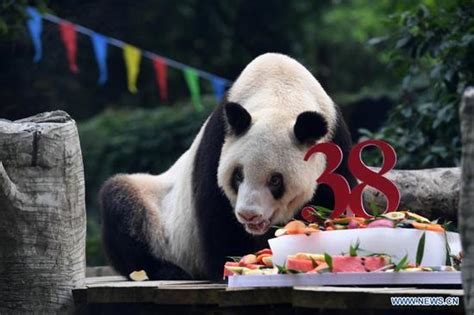 Worlds Oldest Captive Giant Panda Passes Away China News Sina English