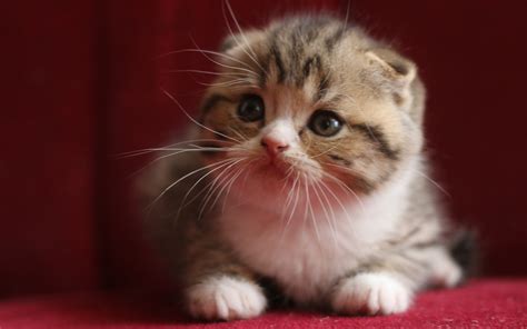 Скачать обои 4k Scottish Fold Kitten Pets Cats Felis Catus Cute