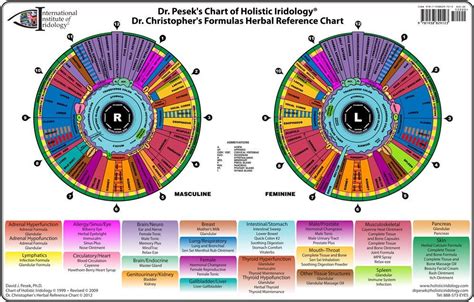 Dr Pesek S Chart Of Holistic Iridology Iridology Chart Iridology
