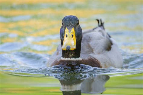 260 Female Mallard Duck Head In Profile Stock Photos Pictures