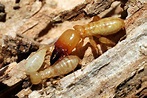 Preventing Termite Damage to Your Katy Texas Home