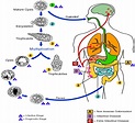 Entamoeba histolytica: Life Cycle, Diseases and laboratory diagnosis ...