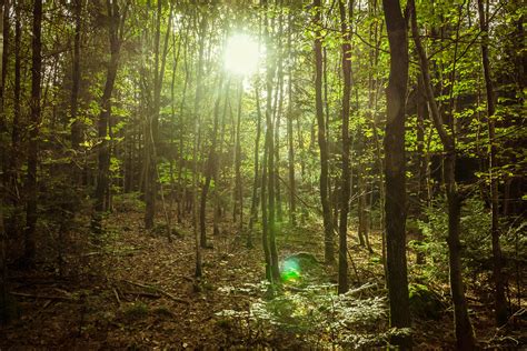 Autumn Forest And Light Schub Flickr