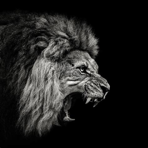 Roaring Lion 2 By Christian Meermann
