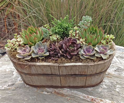 Pin By Heritage Succulents On Succulent Dish Gardens Succulents